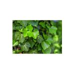 Bahçevilya Duvar Sarmaşığı ( Hedera Helix ) 20-50CM Kaya Sarmaşığı Fidanı