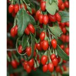 Bahçevilya Goji Berry Fidanlanı Sağlıklı Geleceğiniz Için Meyve Fidanları Şimdi Sizlerle!" 3 Yaşında Tüplü
