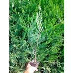 Bahçevilya Leylandi Fidanı Tüplü 40-60 cm