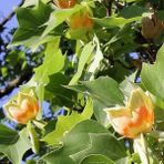 Bahçevilya Liriodendron Tulipifera - Lale Ağacı Fidanı | Bahçeniz Için Gösterişli ve Hızlı Büyüyen Ağaç1-2 Yaş Saksılı