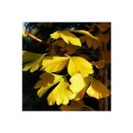 Bahçevilya Mabet Ağacı [ginkgo Biloba] Fidanı 15 25 cm Boy - 2 Yaş
