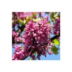 Bahçevilya Tüplü Erguvan Ağacı (Cercis Siliquastrum) Fidanı (40-50 Cm 2 Yaş)