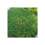 bahçevilya Yayılıcı Ardıç (JUNİPERUS) Fidanı - 50-70 Cm Boyunda, Bahçeler Için Ideal Yer Örtücü