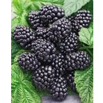 Bahçevilya Yediveren Böğürtlen Fidanı (Rubus Fruticosus) Tüplü