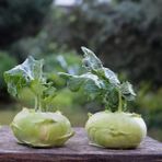 Baktar Doğal Yeşil Kohlrabi Alabaş Tohum 20 Tohum - 20 Adet