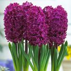 Baktar Hyacinthus Woodstock Sümbül Soğanı 3'lü