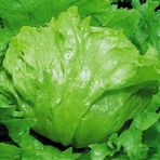 Baktar Iceberg Marul Tohum 1 gr
