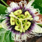 Baktar Passiflora Edulis Maruçya Fidanı
