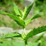 Baktar Spearmint Nane Tohum 200 Tohum