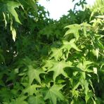 Baktar Tüplü Sığla Ağacı Liquidambar Styraciflua Fidanı