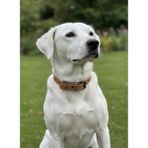 Balkonda Köpek Boyun Tasması Ayarlanabilir Minik, Küçük, Orta ve Büyük Irk 1,5 cm Genişlik Deri - Açık Kahverengi