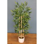 Bambu Ağacı 110 Cm 3 Gövdeli