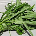Bambu Bitkisi Tohumu (su Ispanağı)