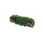 Bambu Canlı Bitki, Marimo Moss, Doğal Dekor