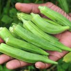 BAMYA TOHUMU (ERKENCİ)