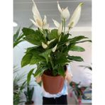 Barış Çiçeği Bol Çiçekli 70-80 cm Saksı Çapı 24 cm Xl