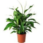 Barış Çiçeği Spathiphyllum Sokak Lambası Ev Bitkisi Ofis Barış Çiçeği 50-80 cm