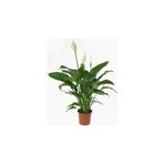 Barış Çiçeği - Spathiphyllum