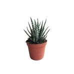 BARIŞ Kaktüs Sukulent Haworthia Fasciata Yılan Derisi Zebra
