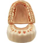 Barışhan Medikal Silikon Ağız Diş Dikiş Ortodontik Tüm Alt Çene Implant Maketi Eğitim Modeli