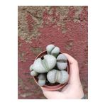 BAŞKENT BOTANİK Lithops Taş Kaktüs
