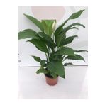 baydem sera ve çiçekçilik Barış Çiçeği ( Spathiphyllum )- Ev Ofis Çiçeği
