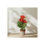 baydem sera ve çiçekçilik Kırmızı Antoryum (anthurium )saksı Çiçeği (yenilenmiş stok, Güvenilir alışveriş)