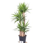 baydem sera ve çiçekçilik Massyucca Yuka 3 Lü - Ev Ofis Çiçeği