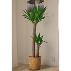 baydem sera ve çiçekçilik Yucca - Yuka Bitkisi Büyük Boy İki Gövdeli Yucca Avize Çiçeği Canlı Salon Bitkisi 100-110 cm