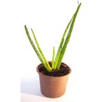Bayraktar Peyzaj Aloe Vera Bitkisi Tıbbi Sarısabır Cilt Için Uygun Jel Aleovera 8 cm Orta Boy Saksıda - Renkli