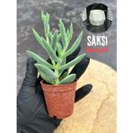Bayraktar Peyzaj Crassula Mesembryanthemoides Succulent Tüylü Çiçek Açan Sukulent (Saksı Hediyeli)