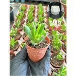 Bayraktar Peyzaj Crassula Ovata Gollum ( Shrek Kulağı) Sukulent 5,5 cm Saksı - Saksı Hediyeli