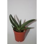 Bayraktar Peyzaj Gasteria Pillansii Sukulent Tekli 5,5 cm Saksıda - Renkli
