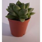 Bayraktar Peyzaj Haworthia Cymbiformis (Optusa) Sukulent Tekli 5,5 cm Saksıda