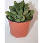 Bayraktar Peyzaj Haworthia Cymbiformis (Optusa) Sukulent Tekli 8,0 cm Orta Boy Saksıda