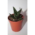 Bayraktar Peyzaj Haworthia Limifolia Sukulent Tekli 5,5 cm Saksıda