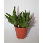 BAYRAKTAR PEYZAJ Haworthia Pentagona Sukulent Tekli 5,5 cm Saksıda