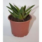 Bayraktar Peyzaj Haworthia Pentagona Sukulent Tekli 8,0 cm Orta Boy Saksıda