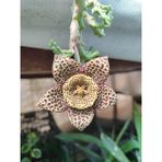 Bayraktar Peyzaj Leş Kaktüs Orbea Variegat Sukulent Tekli 5,5 cm Saksıda - Renkli