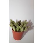 Bayraktar Peyzaj Leş Kaktüs Orbea Variegat Sukulent Tekli 5,5 cm Saksıda