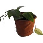 BAYRAKTAR PEYZAJ Mum Çiçeği Hoya Cornosa Fidesi Köklenmiş Saksıda Tekli 10 cm Saksılı