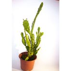 BAYRAKTAR PEYZAJ Opuntia Monacantha İnciri Kaktüsü Tekli 8,0 cm Saksıda