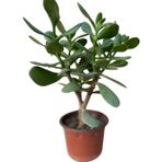 Bayraktar Peyzaj Şans ve Para Çiçeği Crassula Ovata Orta Boy Tekli 10 Cm Saksıda
