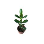 BAYRAKTAR PEYZAJ Şans ve Para Çiçeği Crassula Ovata Orta Boy Tekli 8 Cm Saksıda