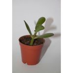 Bayraktar Peyzaj Şans ve Para Çiçeği Crassula Ovata Tekli 5.5 cm Küçük Saksıda - Renkli