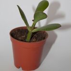 BAYRAKTAR PEYZAJ Şans ve Para Çiçeği Crassula Ovata Tekli 5.5 cm Küçük Saksıda
