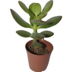 BAYRAKTAR PEYZAJ Şans ve Para Çiçeği Crassula Ovata Tekli 5.5 cm Saksıda
