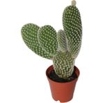 Bayraktar Peyzaj Tavşan Kulağı Kaktüs Opuntia Microdasys Tekli 5.5 cm Saksıda - Renkli