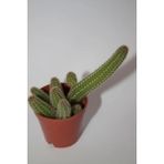 Bayraktar Peyzaj Yılan Kaktüs - Chamaecereus Silvestrii Tekli 5.5 cm Saksıda - Renkli