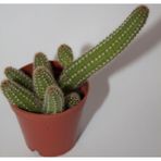 Bayraktar Peyzaj Yılan Kaktüs - Chamaecereus Silvestrii Tekli 5.5 cm Saksıda